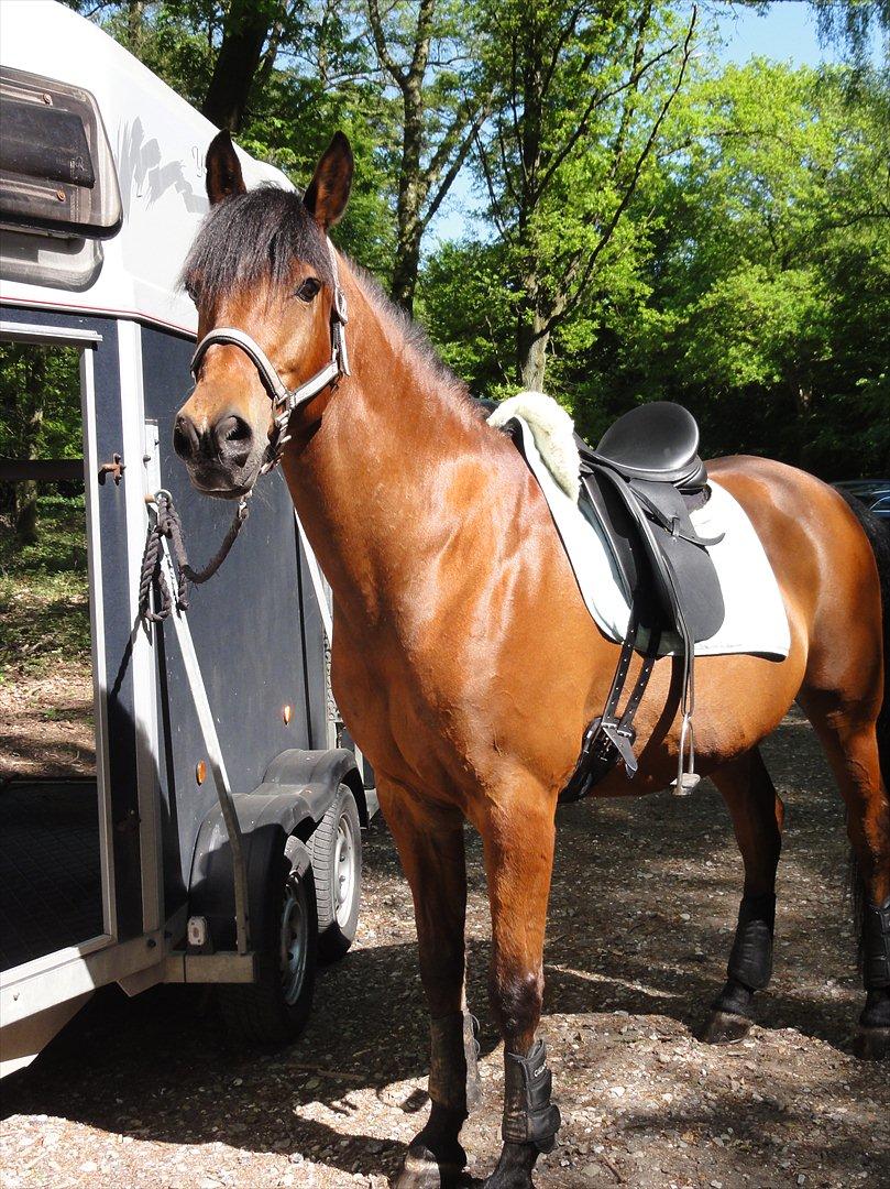 Sportsaraber (A) Youngstar Lukas - Mit Liv <3 - Så er jeg klar til en dejlig tur i skoven <3 billede 9