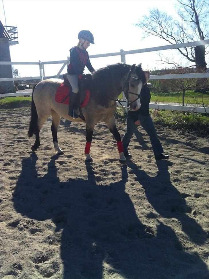Hollandsk Sportspony Golden Mulan - Første ridetur i det nye hjem billede 3
