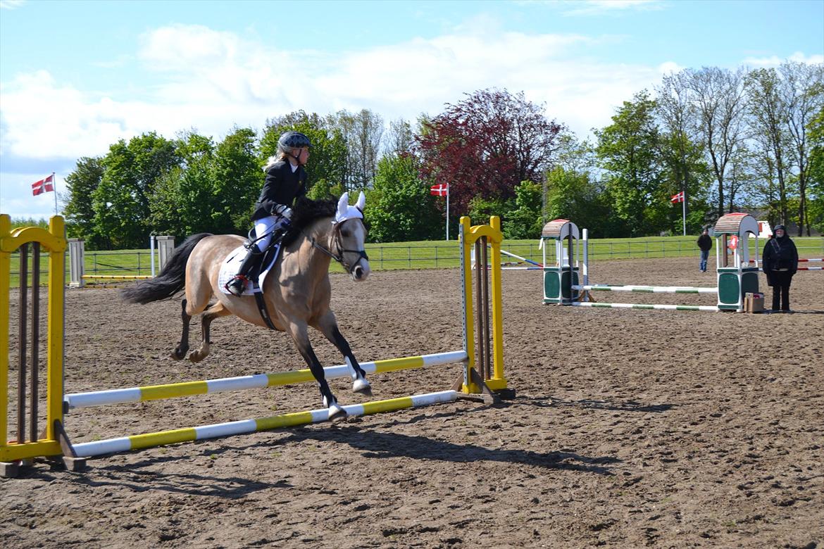 Hollandsk Sportspony Golden Mulan - Fuld gas, Mathilde har allerede øje for næste spring billede 7