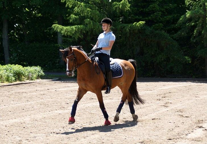 New Forest Fuglekildes macoy - Aller sødeste Macoy! Maj 2012 :-) billede 15