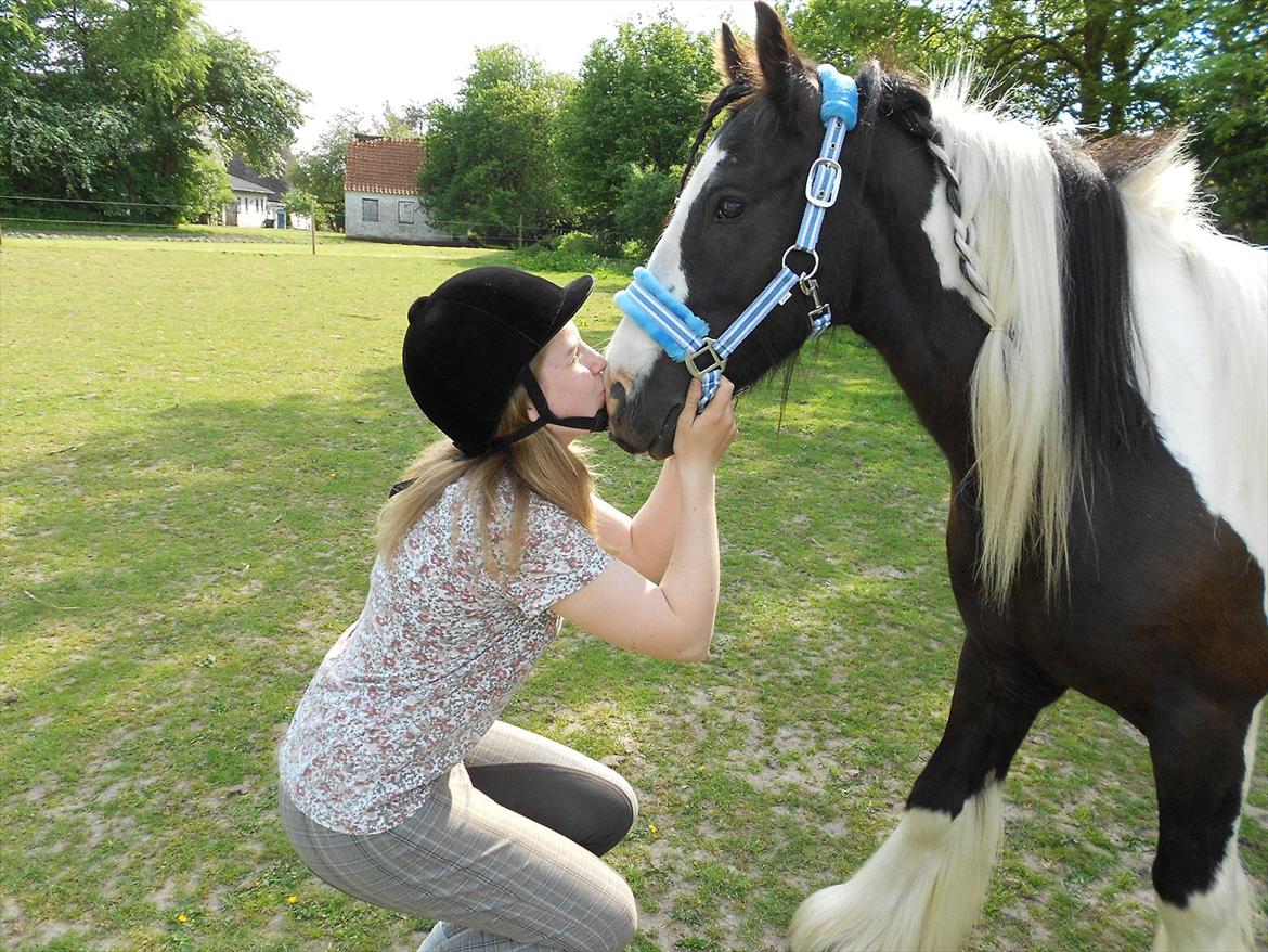 Irish Cob Pfuff    (Bandit<3) - Dont look for love, love will find you<3
 billede 8