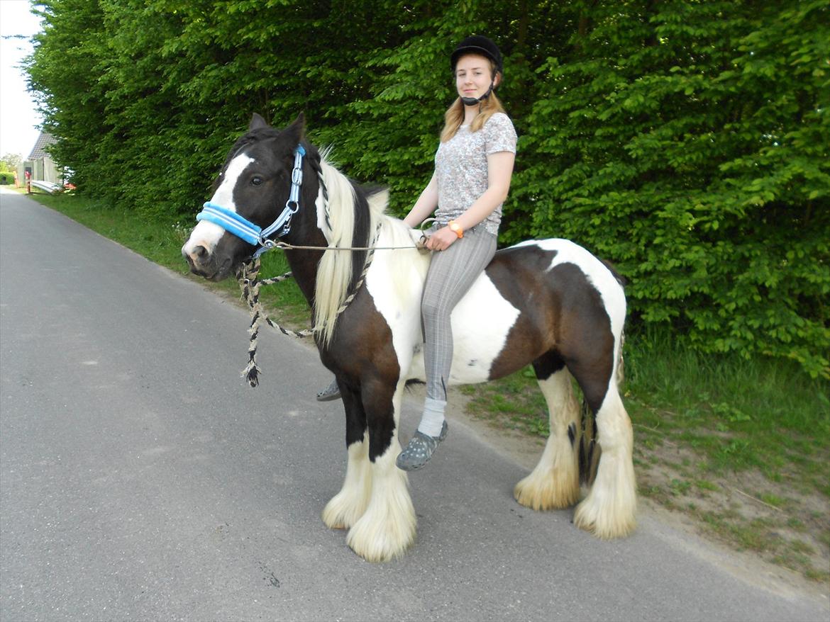 Irish Cob Pfuff    (Bandit<3) - Hyggedag den 26.05.12 :)<3 billede 9