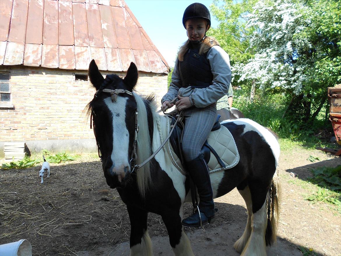 Irish Cob Pfuff    (Bandit<3) - Klar til at ride en tur til Springbanen i skoven den 27.05.12 :) <3 billede 17