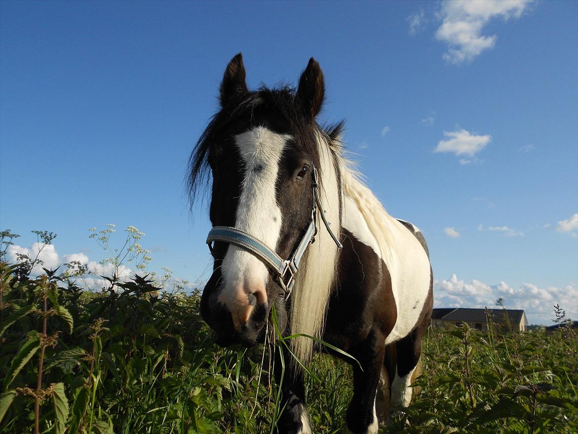 Irish Cob Pfuff    (Bandit<3) - Skønheden <3333 :* billede 5
