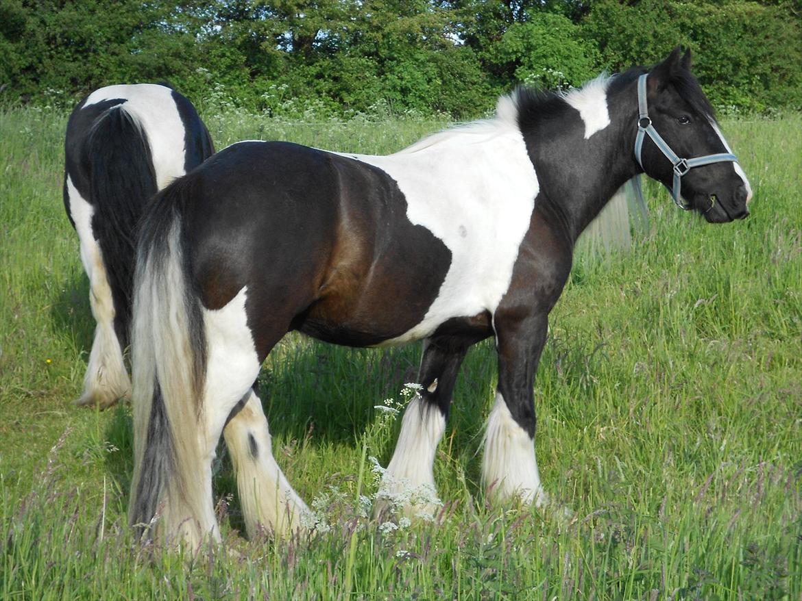 Irish Cob Pfuff    (Bandit<3) - Lækkerstegen på Fold <3 :* ILY <3 billede 18