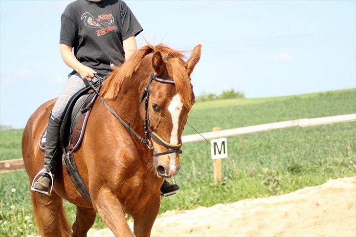 Tysk Varmblod romeo herkules/solgt billede 11