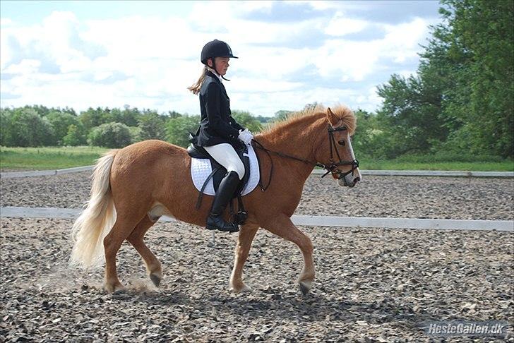 Islænder Glossi billede 11