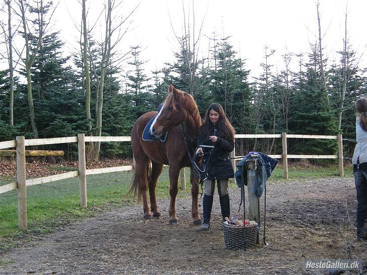 Hollandsk Varmblod ¨˜”°º• Rosa•º°”˜¨ Elsket & savnet. - "Love is an attempt to change a piece of the dream world into reality." billede 15