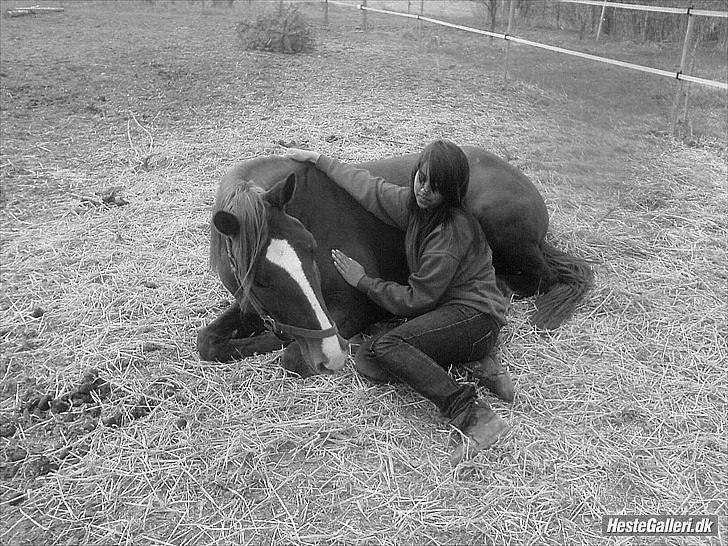 Hollandsk Varmblod ¨˜”°º• Rosa•º°”˜¨ Elsket & savnet. - Vi skal være tro mod det vi mener er rigtigt uanset hvor svært det er og hvor det fører os hen.. billede 3