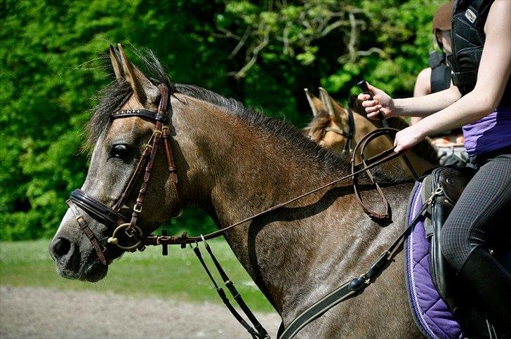 Arabisk fuldblod (OX) Helu - Du den bedste, alle under - ingen over! billede 2