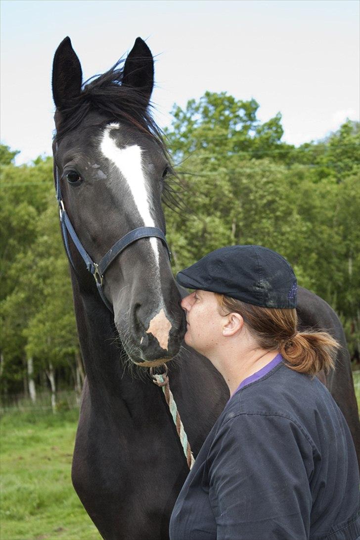 Shire Bjerggårdens Fifi Olsen - Love at first sight <3
2.6.2012 Foto: Louise Moltzen billede 5
