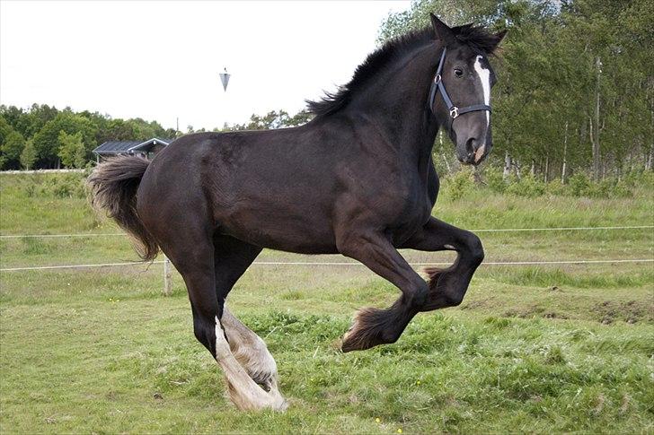 Shire Bjerggårdens Fifi Olsen - Weeee :-)
2.6.2012 Foto: Louise Moltzen billede 4
