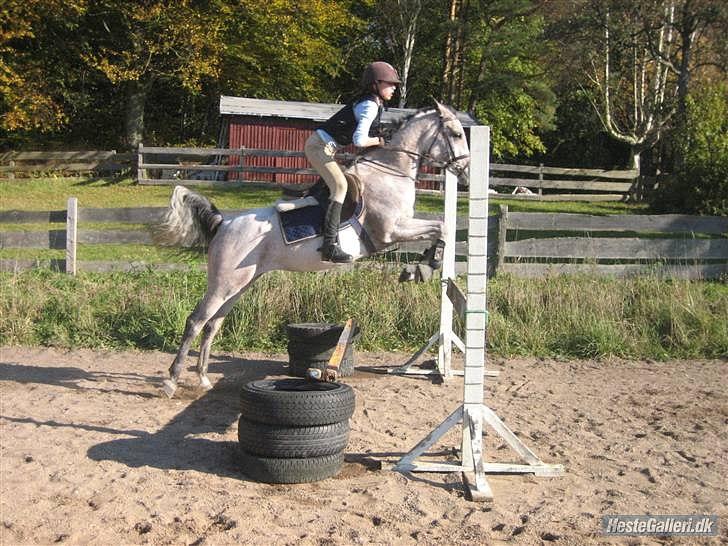 Arabisk fuldblod (OX) ~ | ~ FA. Queenie OX ~ | ~ (PRINSESSEN) - Catrine, der springer, da Q stod hos Falcon Arabians :) billede 17