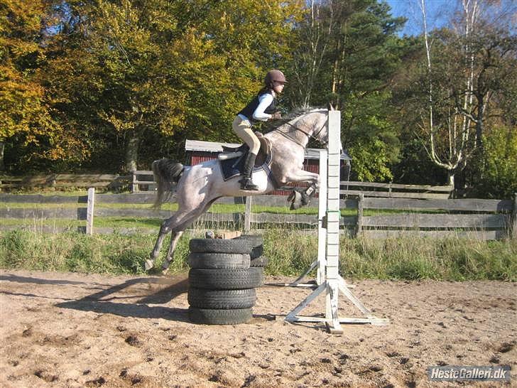 Arabisk fuldblod (OX) ~ | ~ FA. Queenie OX ~ | ~ (PRINSESSEN) - Catrine, der springer, da Q stod hos Falcon Arabians :) billede 15