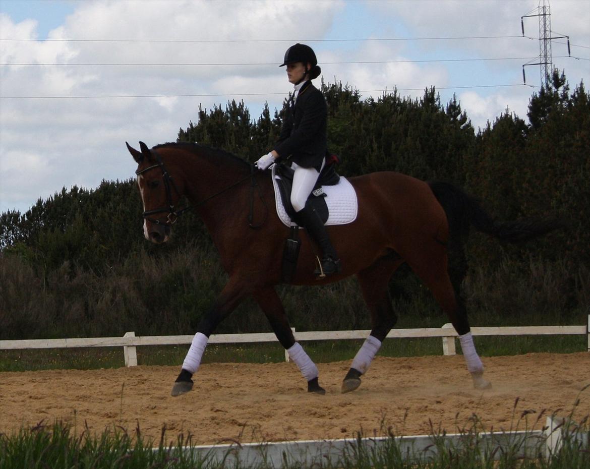 Dansk Varmblod RDH • Capella • billede 11