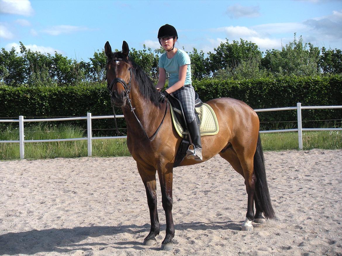 Dansk Varmblod Santos P - Hygge, sommer 2012. Fotograf: Mormor / Lillian Andersen billede 3