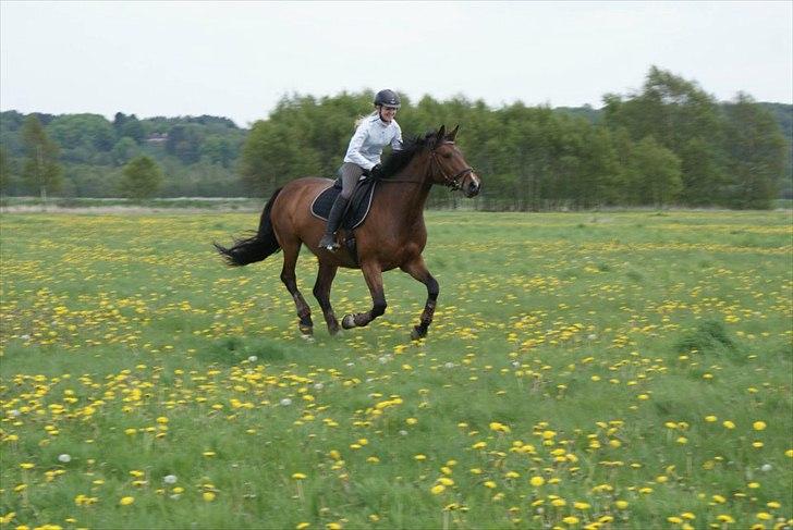 Dansk Varmblod CARAMIAS CARAT *pensioneret* - På tur. :) billede 2