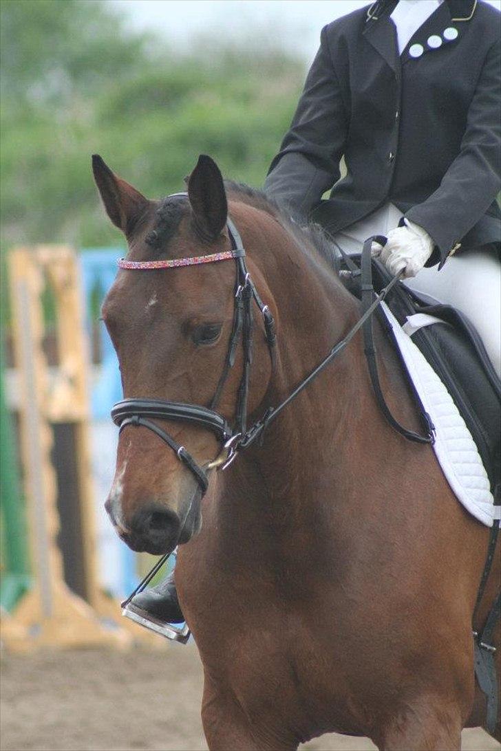 Dansk Varmblod CARAMIAS CARAT *pensioneret* - Hendes første dressurstævne.  billede 1