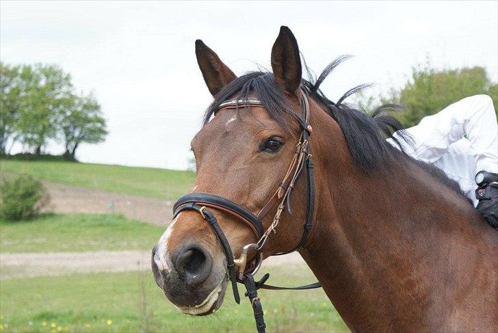 Dansk Varmblod CARAMIAS CARAT *pensioneret* billede 3