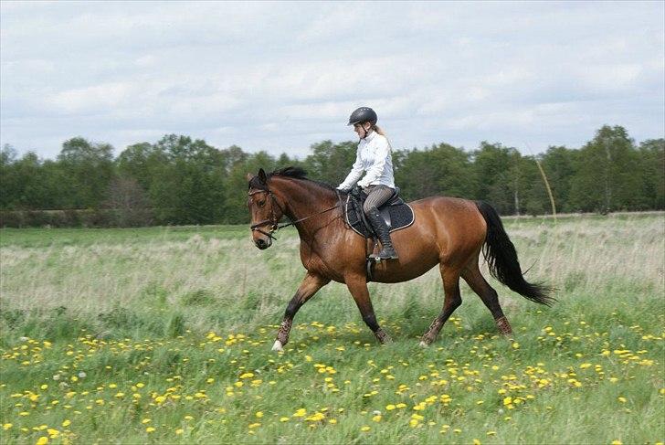 Dansk Varmblod CARAMIAS CARAT *pensioneret* billede 4