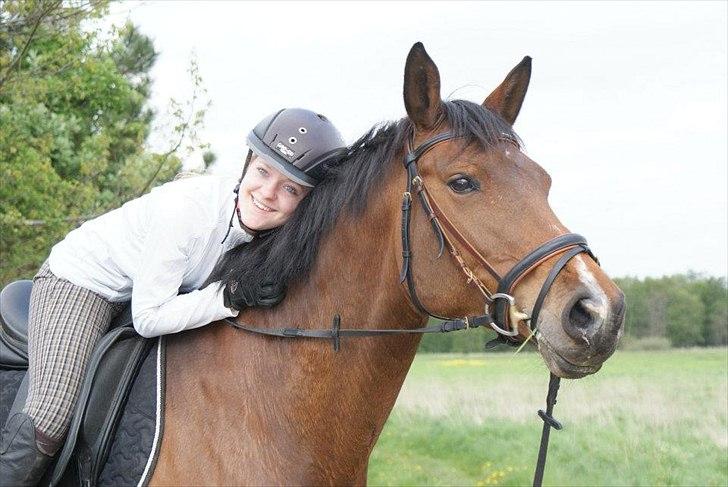 Dansk Varmblod CARAMIAS CARAT *pensioneret* billede 5