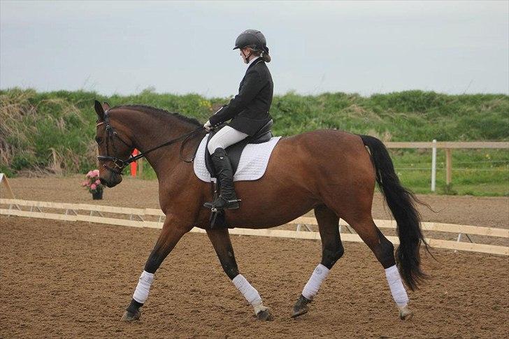 Dansk Varmblod CARAMIAS CARAT *pensioneret* billede 6