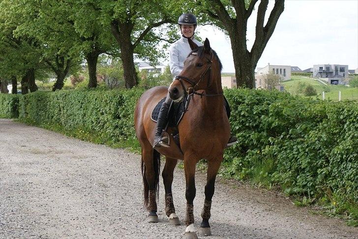 Dansk Varmblod CARAMIAS CARAT *pensioneret* billede 7