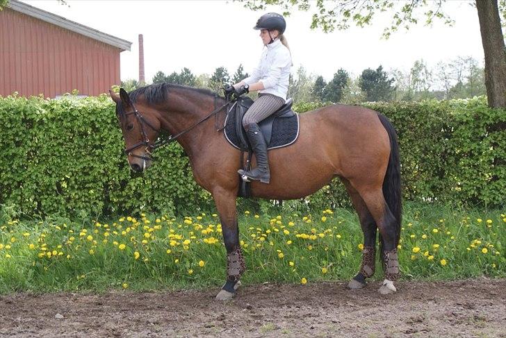 Dansk Varmblod CARAMIAS CARAT *pensioneret* billede 8