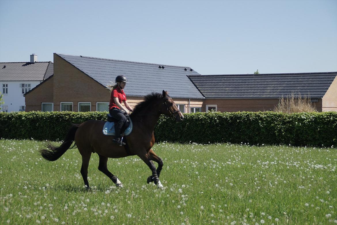 Dansk Varmblod CARAMIAS CARAT *pensioneret* billede 9