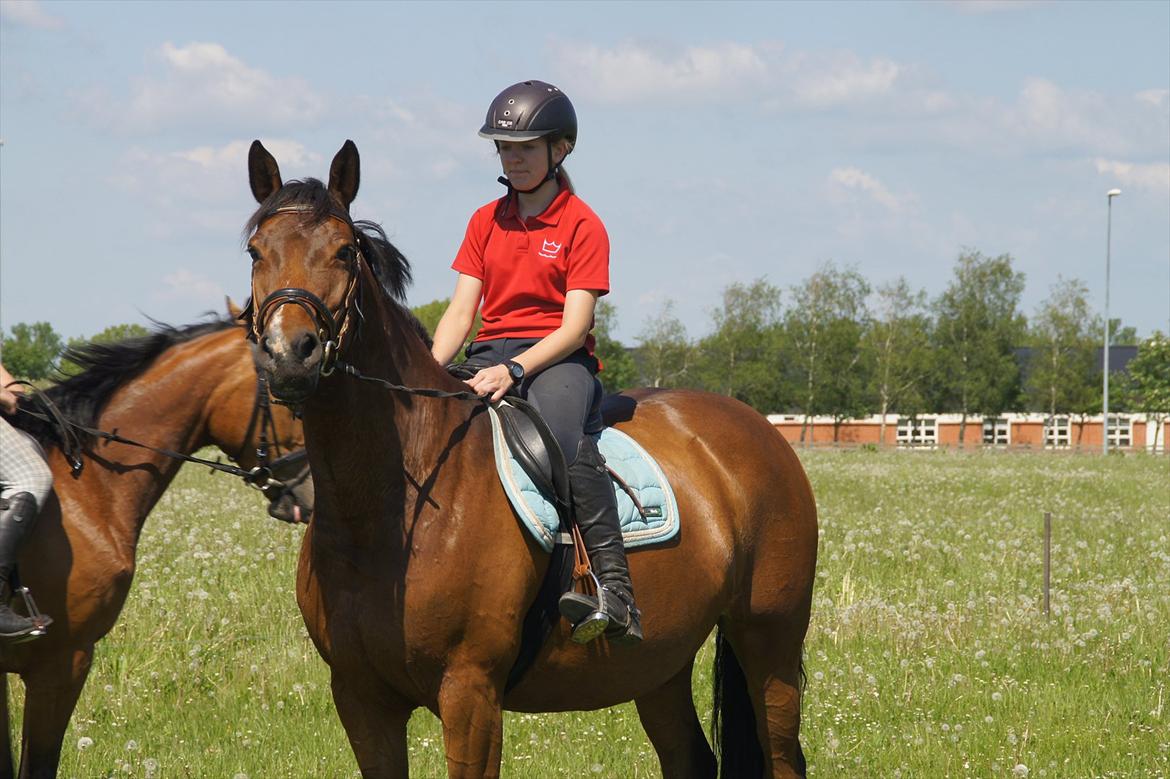 Dansk Varmblod CARAMIAS CARAT *pensioneret* billede 10