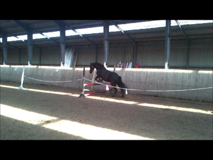 Frieser Jeltsje fra Sonderladegaard(Passer) - Første gang hun bliver løssprunget. billede 9