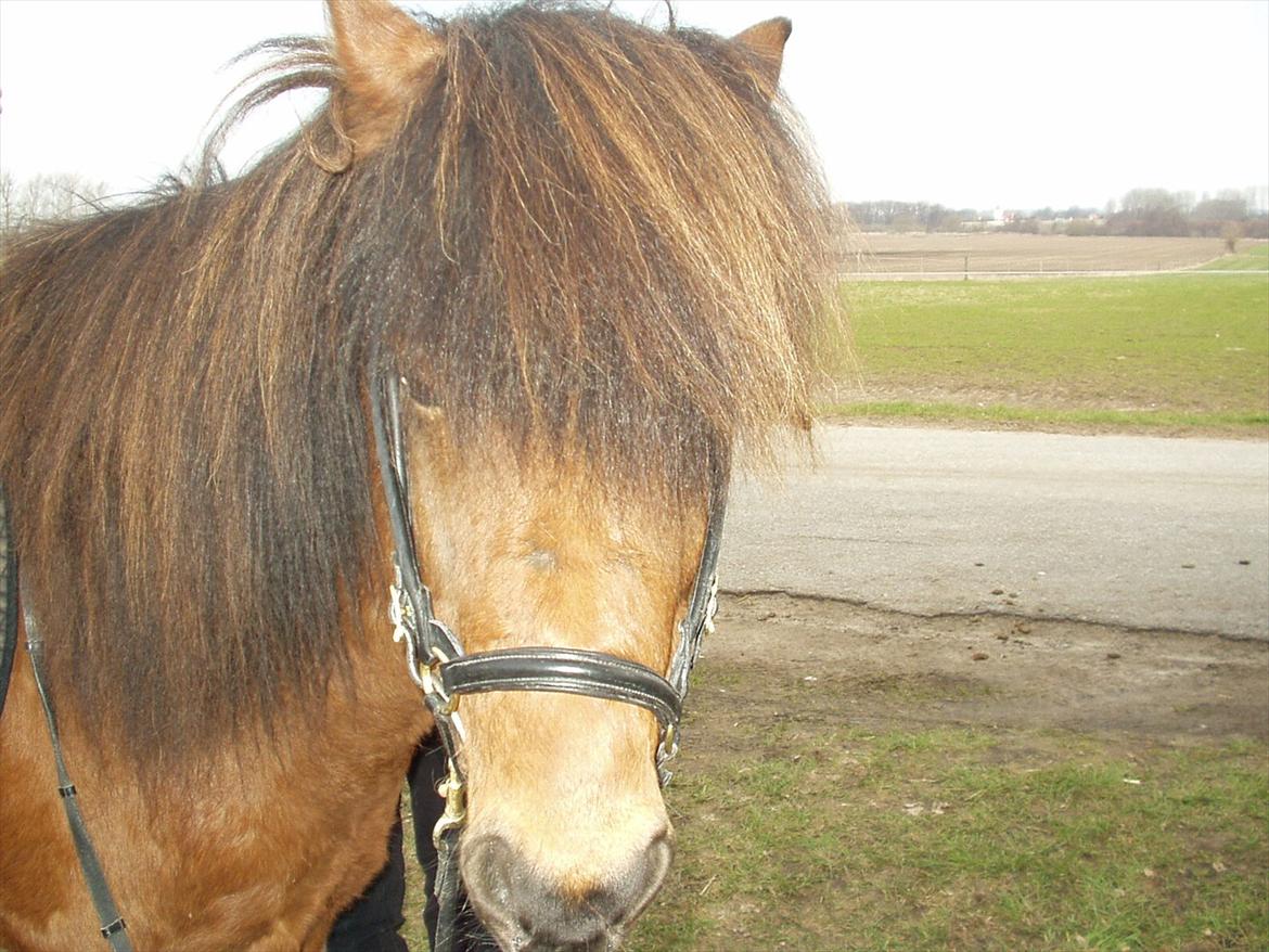Islænder Kjartan fra Laven billede 18