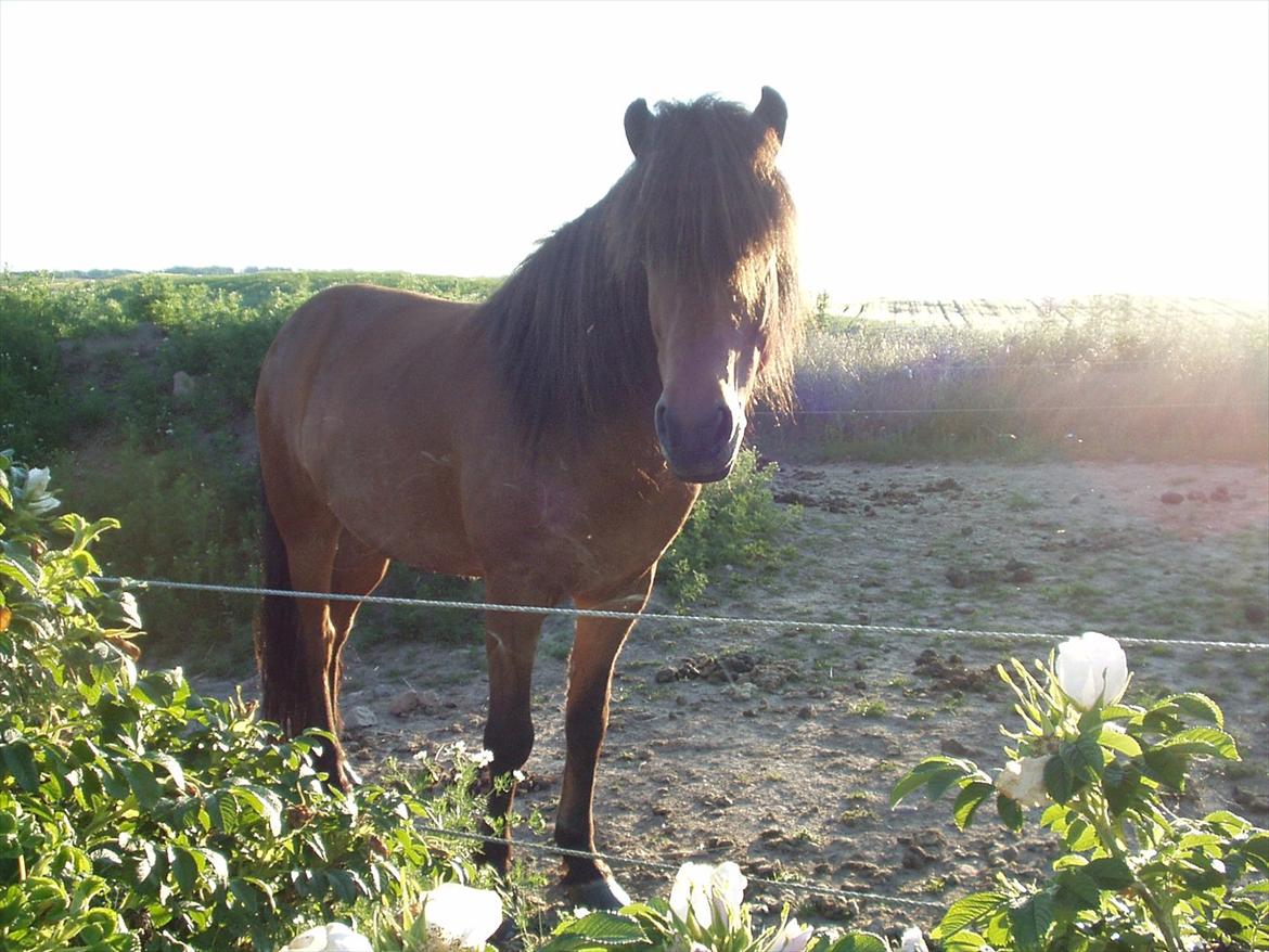 Islænder Kjartan fra Laven billede 19