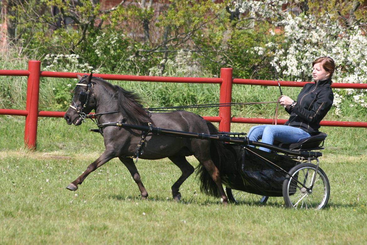 Amerikansk Miniature ***Candylands Southern Secret*** - ***Jet og Katja. Show - Maj 2012*** billede 19