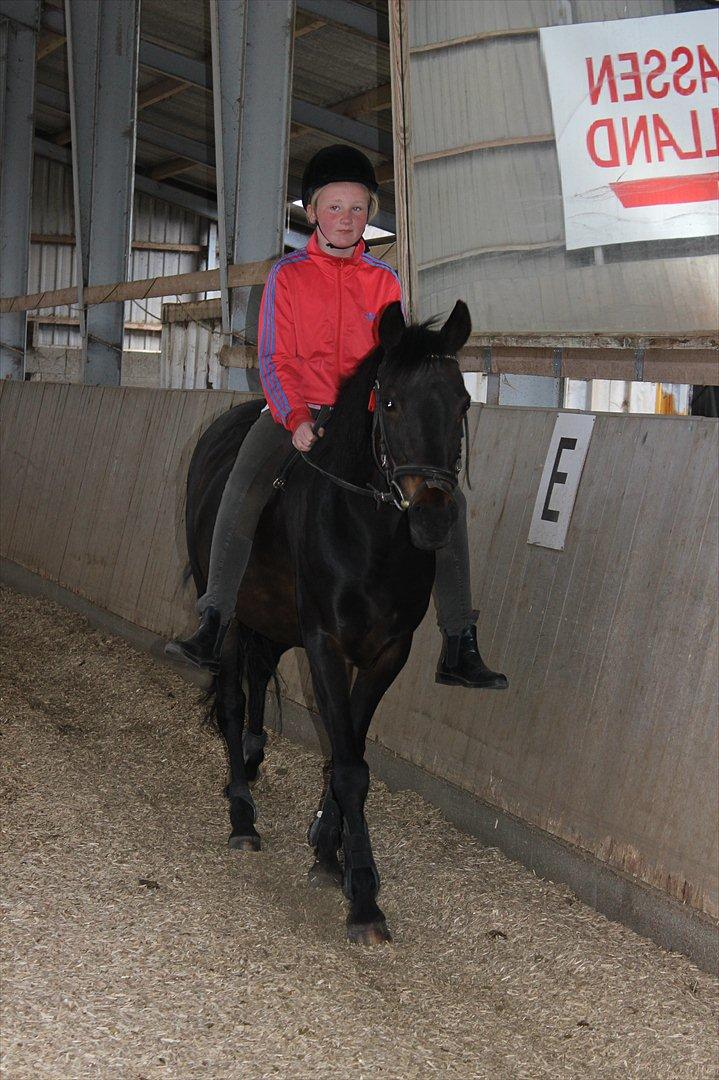 Welsh Cob (sec D) Tai Ticcazini - Gensyn med Tai!<3<3 billede 1