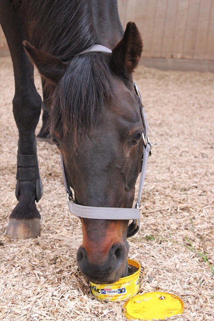 Welsh Cob (sec D) Tai Ticcazini - Madglade dyr(-; billede 2