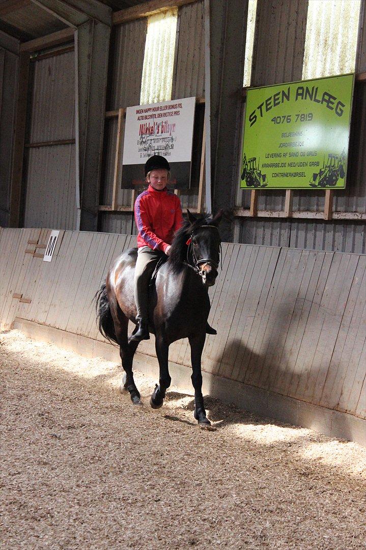 Welsh Cob (sec D) Tai Ticcazini - Smukke pony! (-: billede 5