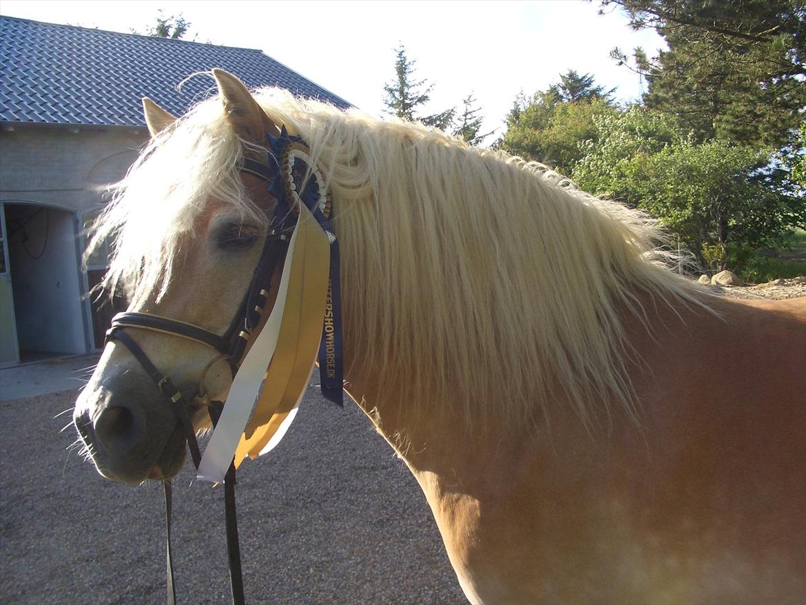 Haflinger MISTRAL (MALAWI) billede 2