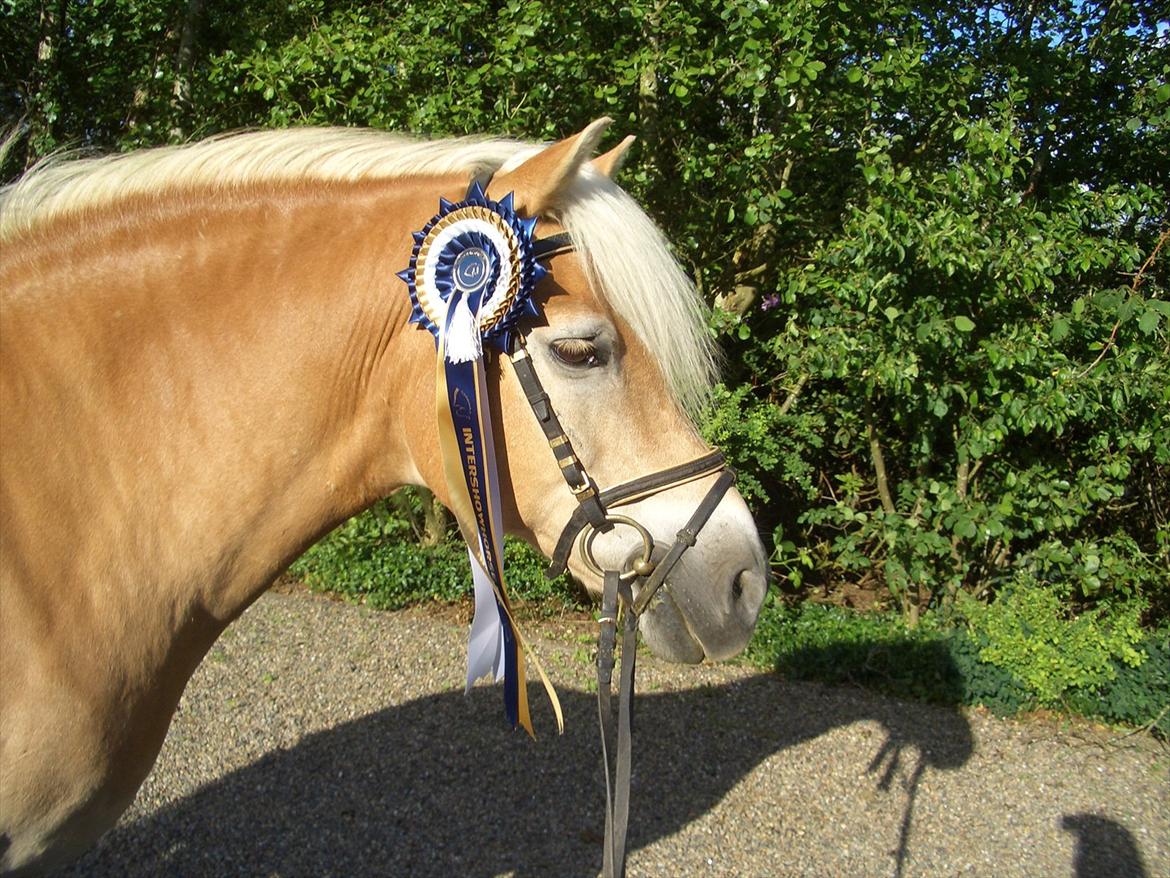 Haflinger MISTRAL (MALAWI) billede 1