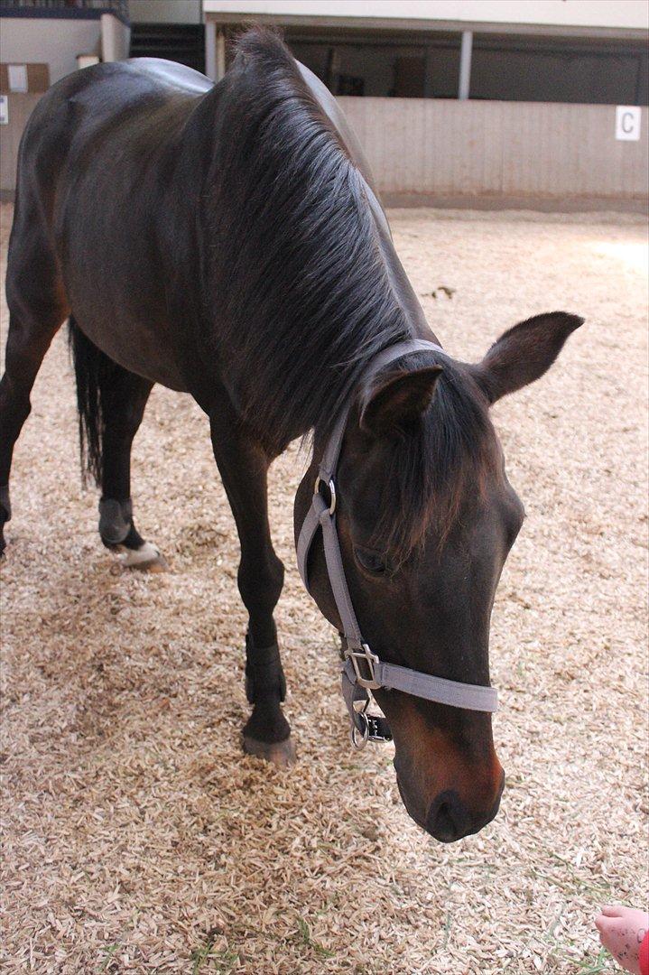 Welsh Cob (sec D) Tai Ticcazini - ´Du tog mit hjerte med da du rejste :'( billede 11