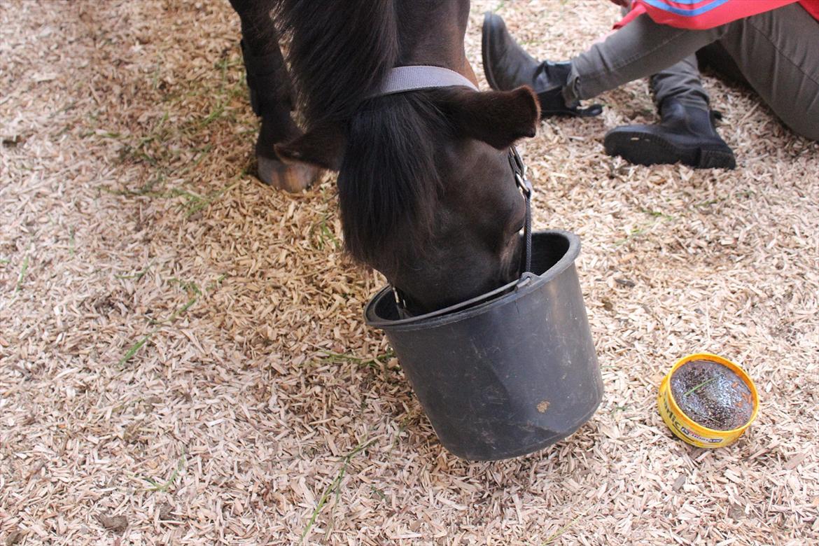 Welsh Cob (sec D) Tai Ticcazini - Endnu et bevis på hun er en madglad pony(-; billede 3