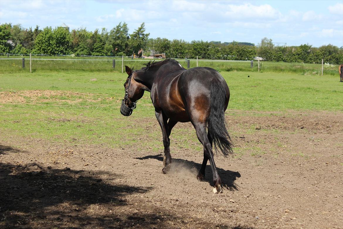 Welsh Cob (sec D) Tai Ticcazini - Farvel jeg går nu..)-: billede 16