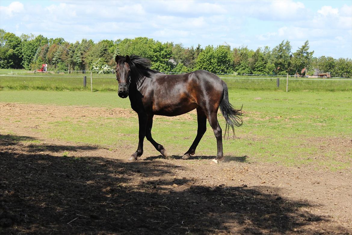 Welsh Cob (sec D) Tai Ticcazini - Hey vent jeg sagde ikke farvel..(-; billede 17