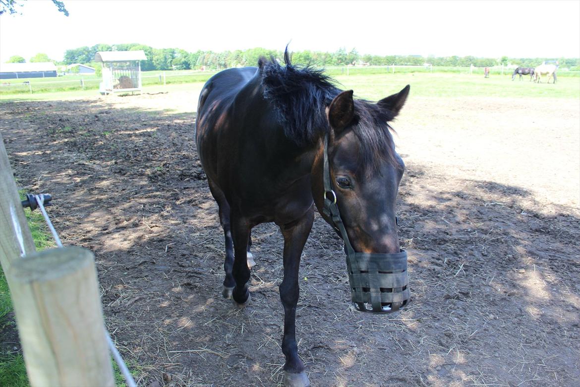 Welsh Cob (sec D) Tai Ticcazini - Så er jeg her-- FARVEL jeg håber du kommer igen!<3 billede 19