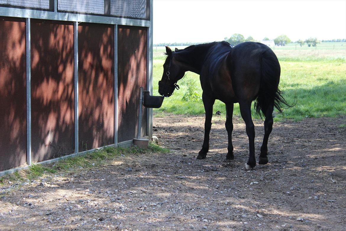 Welsh Cob (sec D) Tai Ticcazini - VAND! billede 13