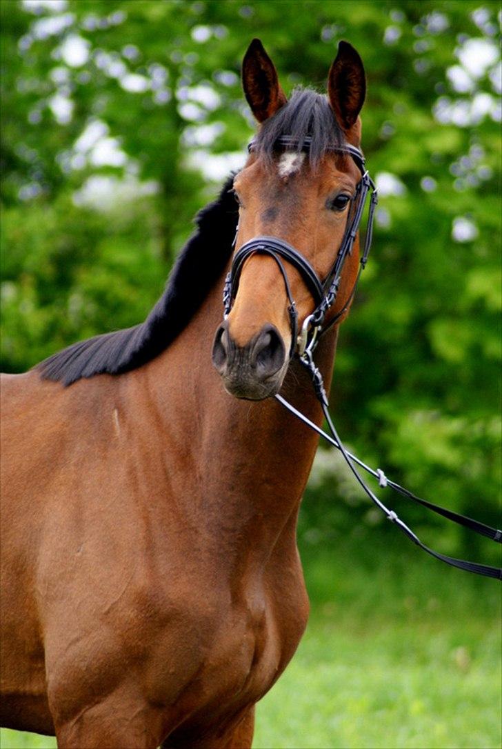 Hollandsk Varmblod Ezione billede 2