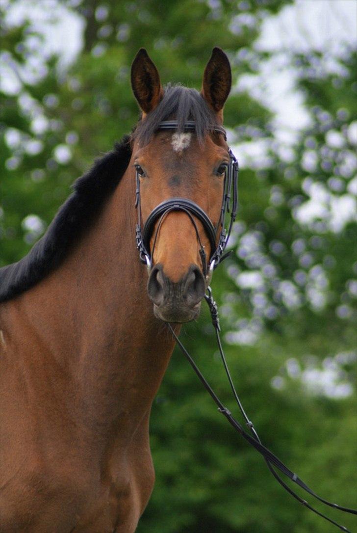 Hollandsk Varmblod Ezione billede 3