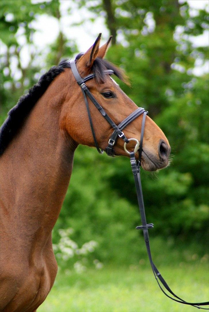 Hollandsk Varmblod Ezione billede 4