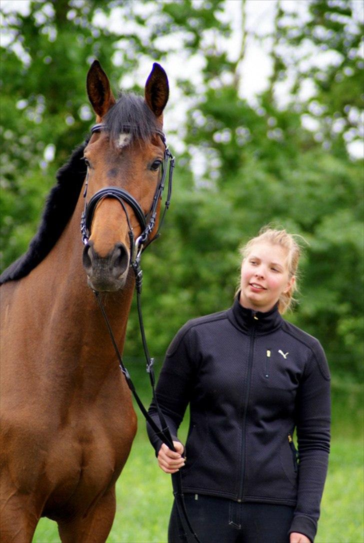 Hollandsk Varmblod Ezione billede 5