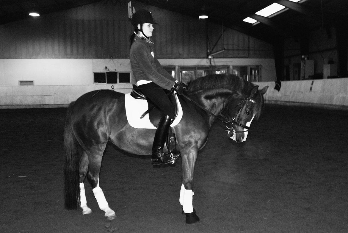 Hollandsk Sportspony •Challenge• billede 5